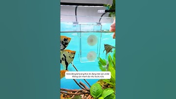 Hộp cho cá ăn 2 lớp - giữ cho nước luôn sạch và không lãng phí thức ăn #aquatic #shorts