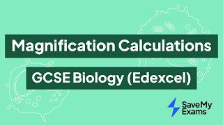 Magnification Calculations: GCSE Biology (Edexcel)