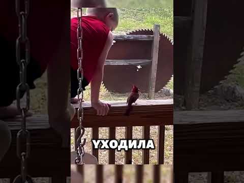 Откуда появилась эта птица? 🥰😇