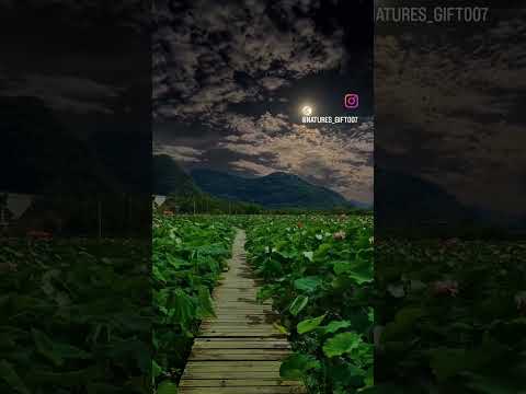 malam hari di desa saat terang bulan #shorts #desa