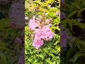 Amante de FLORES #hermosa #shorts #viral