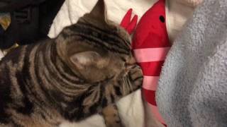 【猫】エビのぬいぐるみを大事にするルン【アメリカンショートヘア】/ Lun cherishes the shrimp stuffed toy.