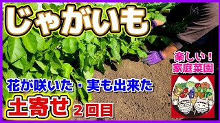 じゃがいも 土寄せ2回目 最後の土寄せ 花も咲いたし実も出来た キタアカリとメークイン じゃがいも栽培 ジャガイモ土寄せ マロ夫とマロの楽しい家庭菜園 貸し農園 Youtube じゃがいも 土寄せ2回目 最後の土寄せ 花も咲いたし実も出来た キタアカリとメークイン じゃがいも栽培 ジャガイモ土寄せ マロ夫とマロの楽しい家庭菜園 貸し農園 Youtube