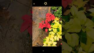 Tumse Bhi Jyada Tumse Pyar Kiya Status Video