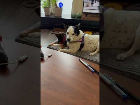 Tiny puppy Dottie is looking for a forever home