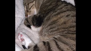 Cute Edit Of My Cat Snickers