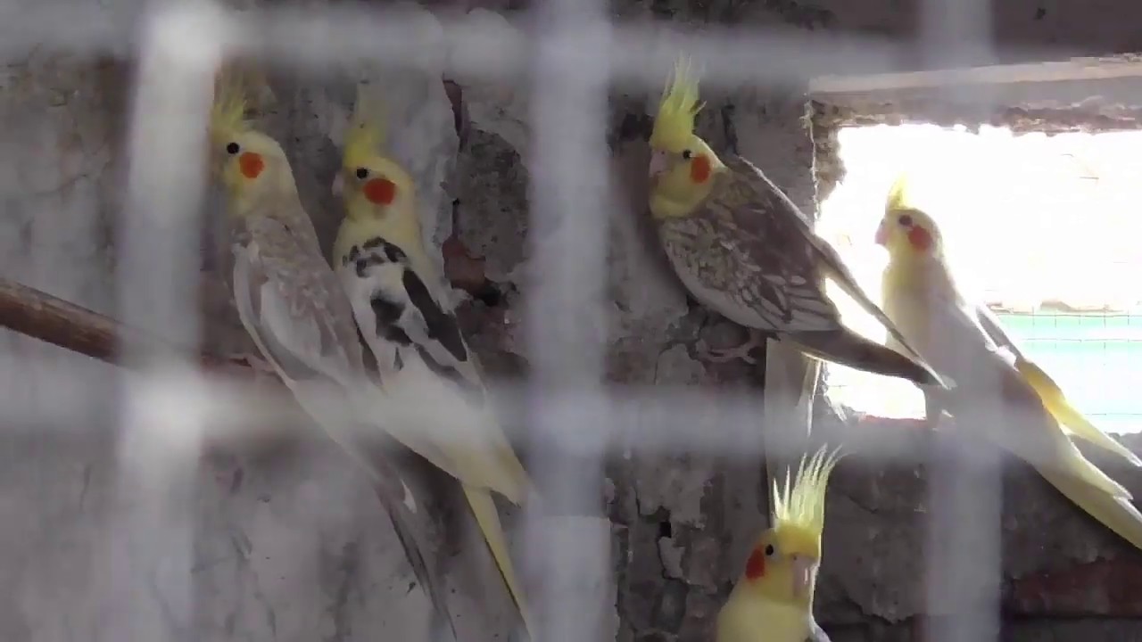 Ternak Burung LoveBird dan Falk Model Kost-Kostan 