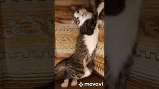 Jojo The Behemoth. Song Ghost - Year Zero