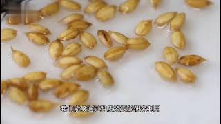 第十四届中国国际种业博览会暨第十九届全国种子信息交流与产品交易会在天津市开幕。