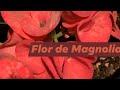 Flor de Magnolia Vendidas