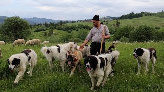 Stâna fraților Daniel și Ciprian din comuna Mălini, SUCEAVA | CIOBĂNEȘTI DE BUCOVINA PE STIL VECHI