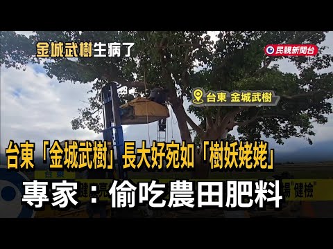 台東「金城武樹」生長旺盛宛如「樹妖姥姥」 專家：偷吃肥料長太好－民視新聞