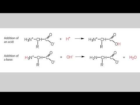 2.14 ඇමයිනෝ අම්ල වල උභයගුණි ලක්ෂන - Amphibian properties of amino acids - Kuppiya biology