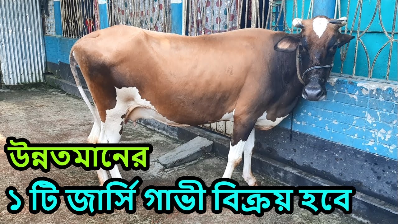 একটি জার্সি গাভী বিক্রয় করা হবে jersey Cow 01717303601, 01703