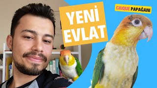 Yeni̇ Evlat Mandy Kayik Papağani