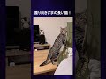 長い猫選手権!伸びしてる可愛いネコちゃんたち!