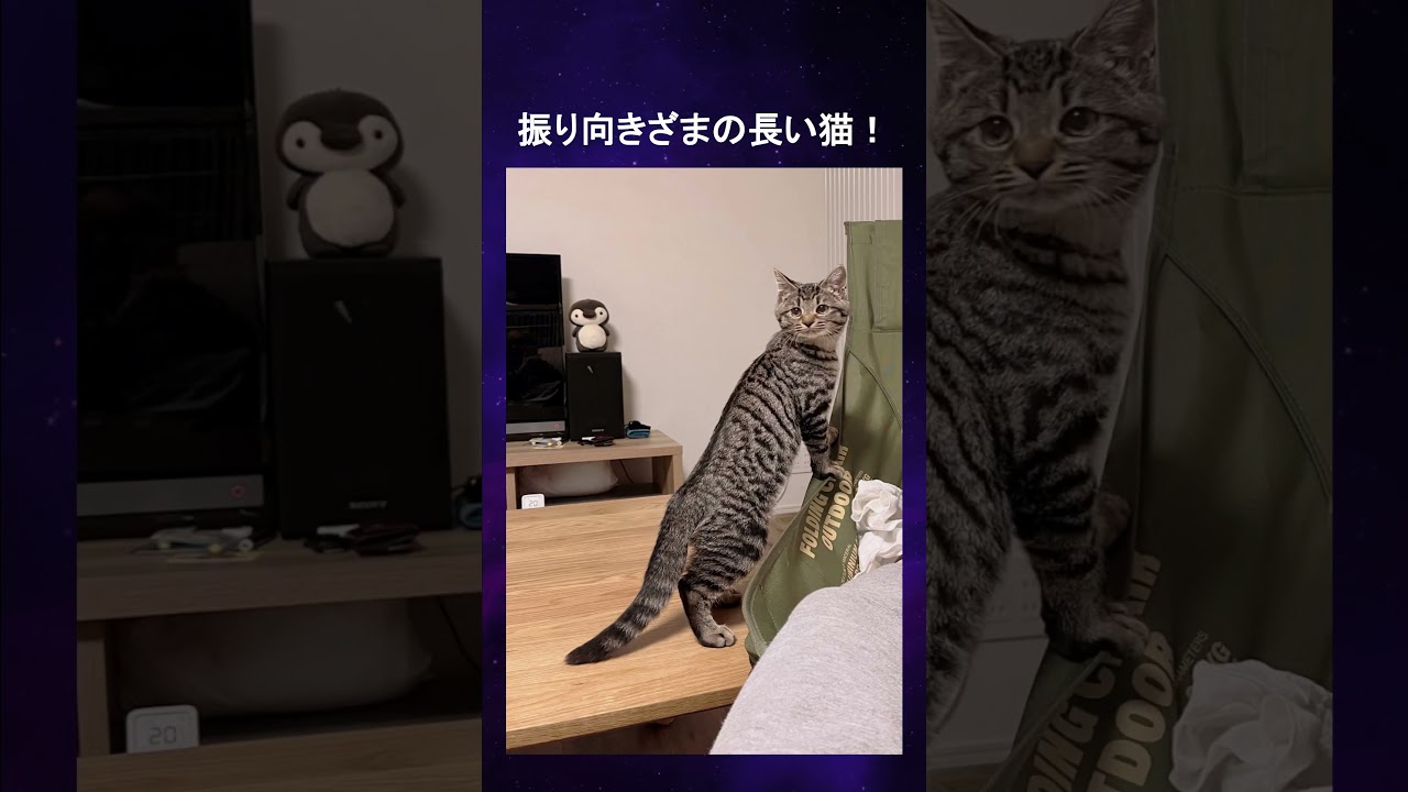 長い猫選手権!伸びしてる可愛いネコちゃんたち!