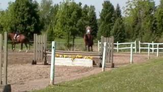 Mares Hack canter