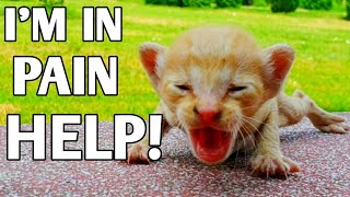 Kitten was starving and asking for help