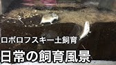 初めての土遊び 大はしゃぎするハムスター 泥んこサテンハムスター Youtube 初めての土遊び 大はしゃぎするハムスター 泥んこサテンハムスター Youtube