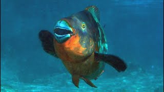 Facts: The Rainbow Parrotfish