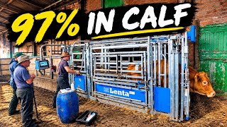 We Pregnancy Scanned Our Cows… The Result Shocked Us!