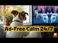 24/7 Calming TV for Dogs | Exclusive DOGTV Membership
