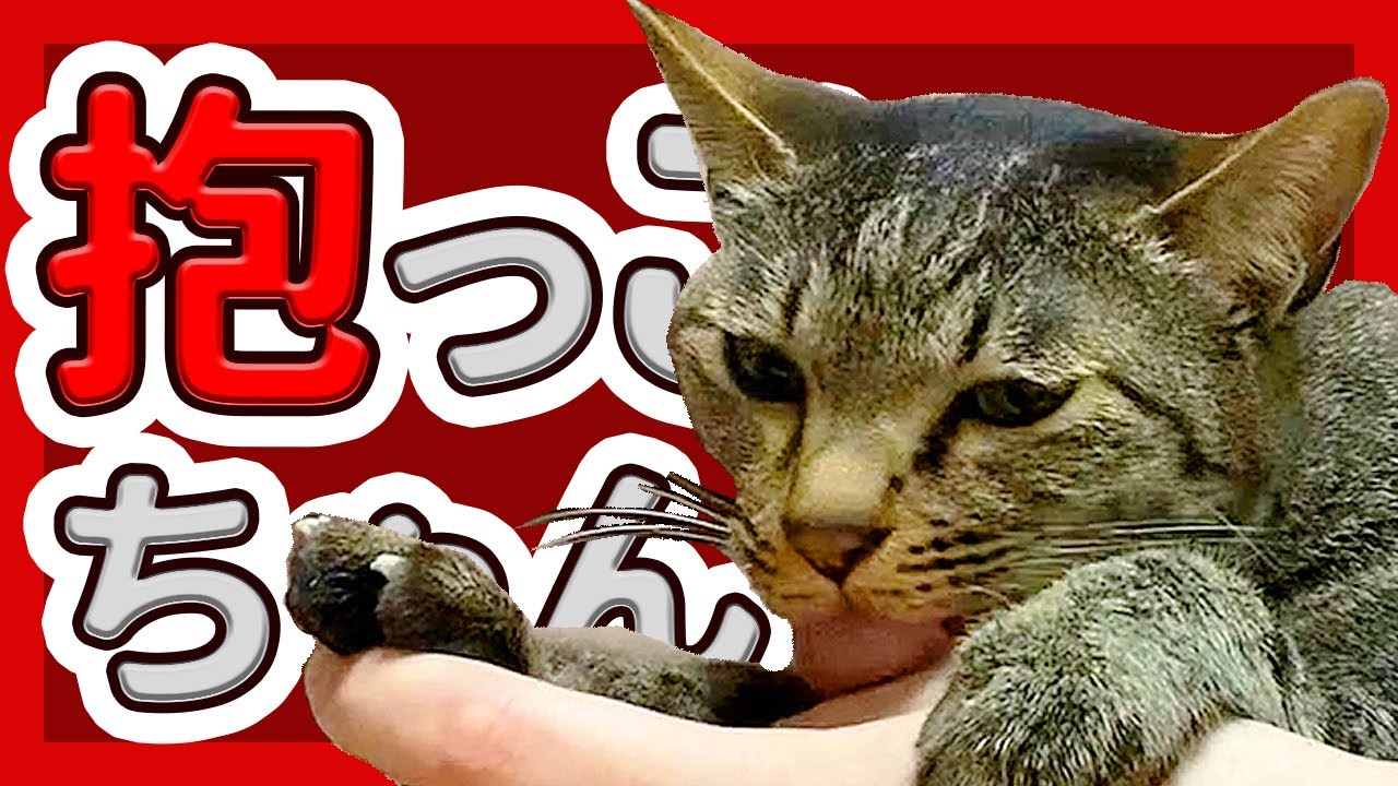 抱っこがとても大好きな甘えん坊猫 キジトラ猫 日本猫 Youtube 抱っこがとても大好きな甘えん坊猫 キジトラ猫 日本猫 Youtube