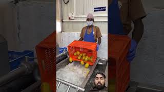 Mango's factory #punefood #aamras #punereels #summerspecial #zomato #foodie #akshaytritiya