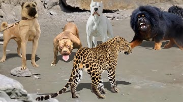 LEOPARD VS KANGAL, PITBULL, DOGO ARGENTINO AND TIBETAN MASTIF (REAL VIDEO)