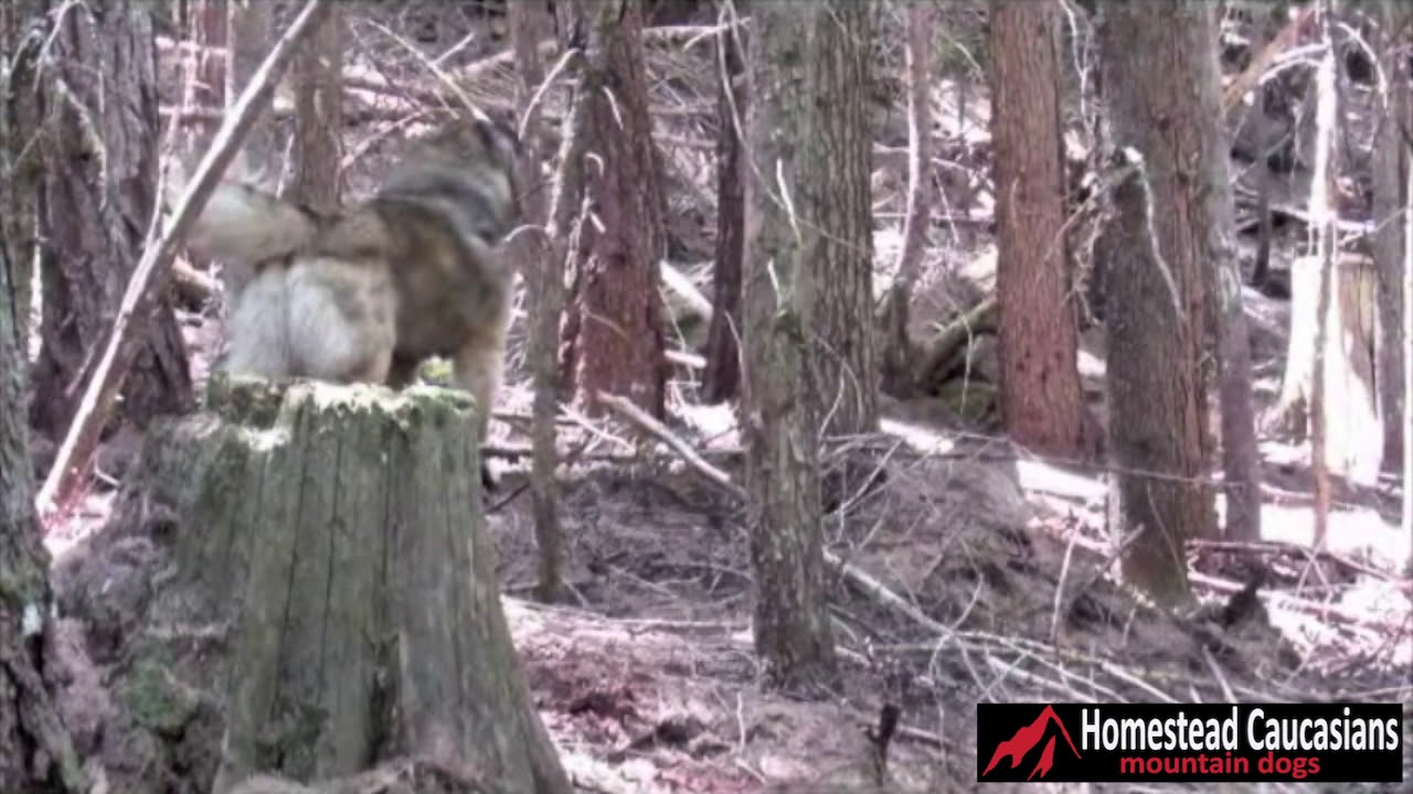 caucasian ovcharka fighting bear