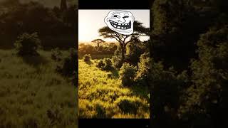 🏹 Primitive Hunter Catches Rabbits in the Savannah PrimitiveLife #SurvivalSkills #RabbitHunting