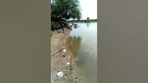 TERKENA PATIL NYA BISA BIKIN PANAS DINGIN 3 MALAM BAHKAN SAMPAI MASUK UGD | IKAN SEMBILANG