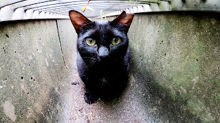【猫の喧嘩】ベンガル猫に追いつめられた黒猫が溝の中に立てこもる