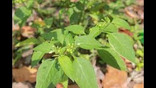 Fenix Sto-Fèy Lanman Dekouvri Poukisa Li Bon
