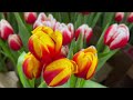 Тюльпаны на Думской башне: акция «Весна на высоте»