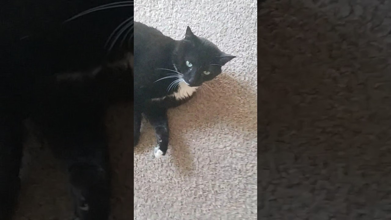 The look he gave me😂 