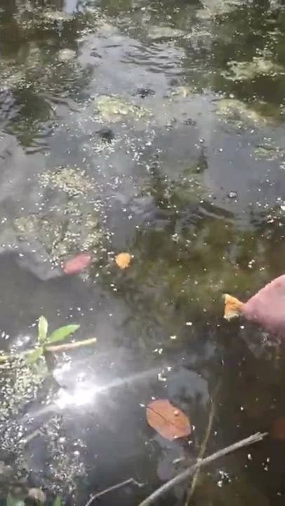 feeding turtles by hand