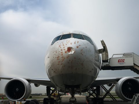 Turkish Cargo uçağı kalkışta kuş sürüne girdi; Büyük hasar oluştu