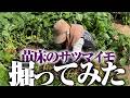 サツマイモの苗とり用の残った苗をそのままにしていたらこんなことになりました【サツマイモ試し掘り】