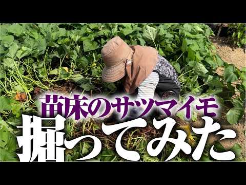 サツマイモの苗とり用の残った苗をそのままにしていたらこんなことになりました【サツマイモ試し掘り】