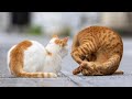 【人気の猫写真 2025年7月】NEKOくらぶ Jul/2025 ~ネコ好きはヤメラレナイ~