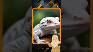 Hati-Hati jika hewan ini ada di rumahmu  #short  #trendingshorts  #islam