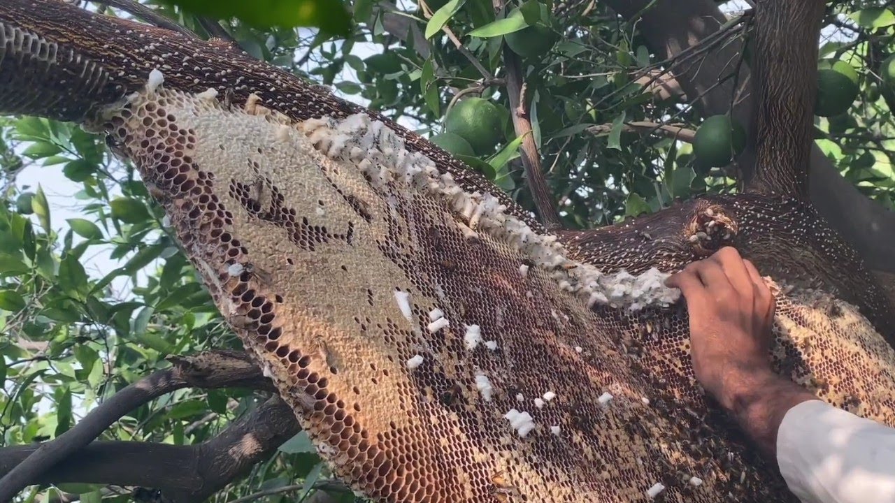 Apis dorsata Hive full of wax moth - YouTube