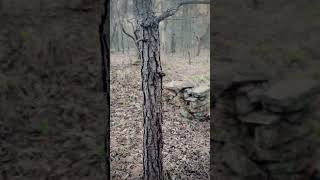 Lost Plantation Ruins Discovered in Georgia—Only This Remains!