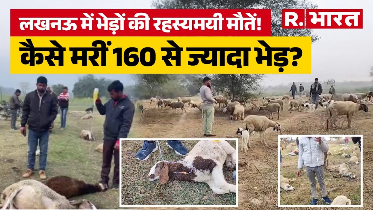 Lucknow News: जहरीला खाना खाने से 170 भेड़ों की मौत से मचा हड़कंप, पोस्टमार्टम में होगा खुलासा