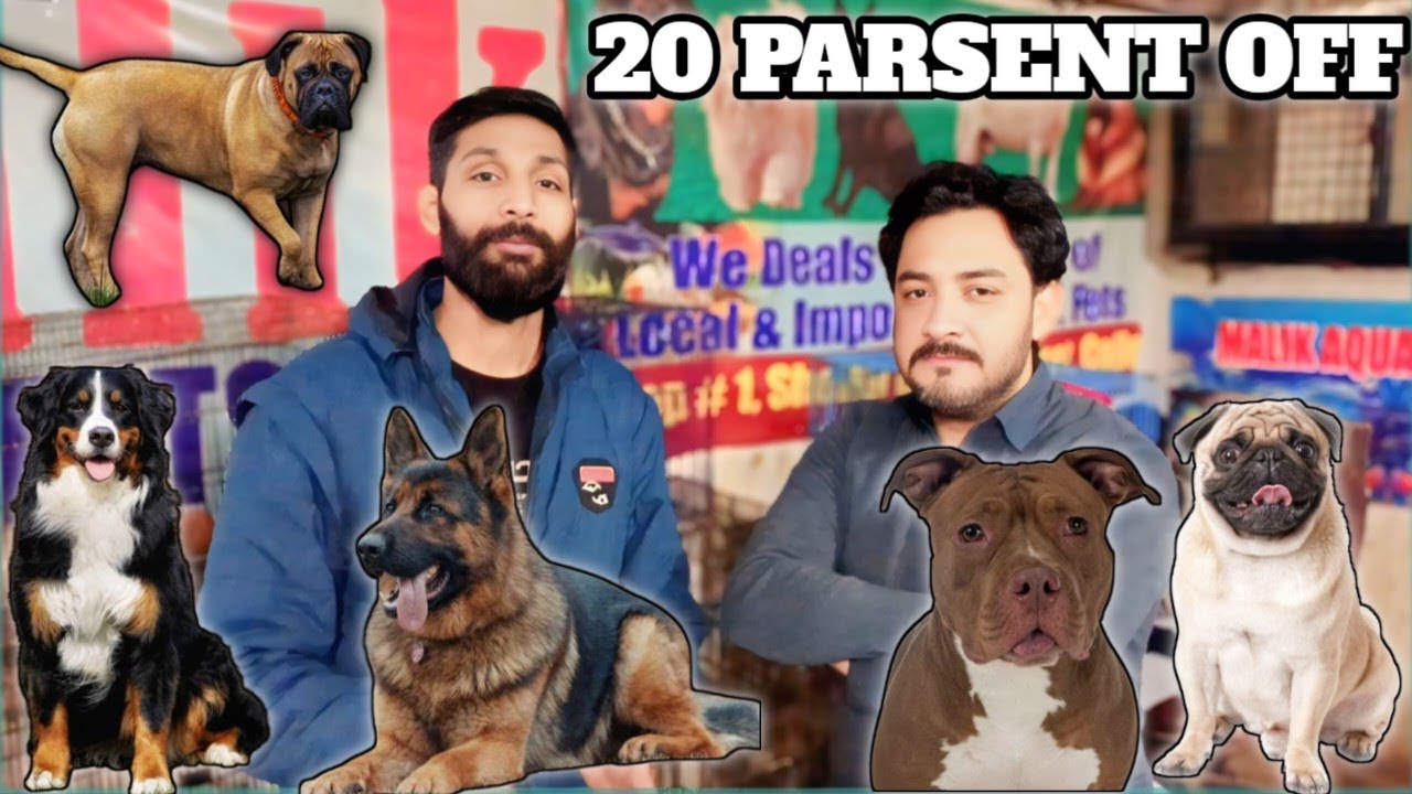  Rawalpindi collage road dog  Jarman shafed 20 parsent off 