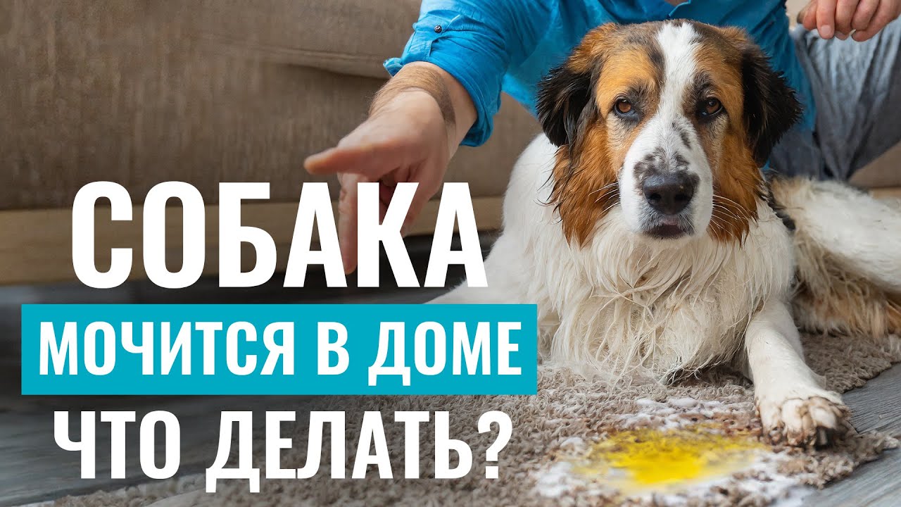 как отучить щенка писать