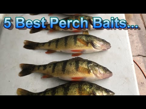 Video: The Best Baits For Catching Perch In Water Bodies