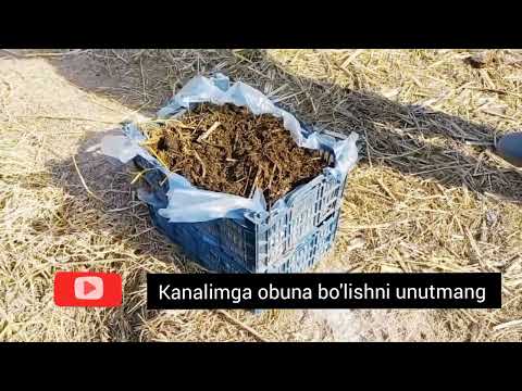 Video: Sotsiologlar galstuk deganda nimani tushunishadi?